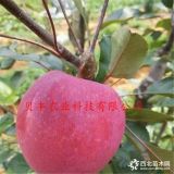 蘋(píng)果樹(shù)苗哪里有賣(mài)的-2公分富士蘋(píng)果樹(shù)苗賣(mài)多少錢(qián)一棵