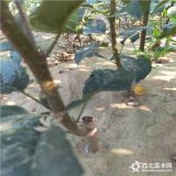 蘋(píng)果苗哪里有  種植那個(gè)品種好