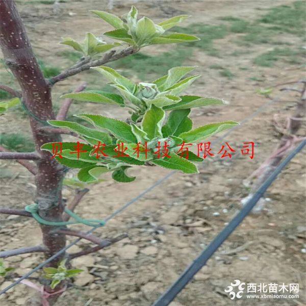 鲁丽苹果树苗