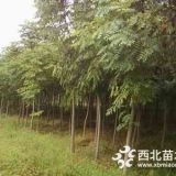 苗圃欒樹價格，胸徑12公分欒樹樹苗450元/棵