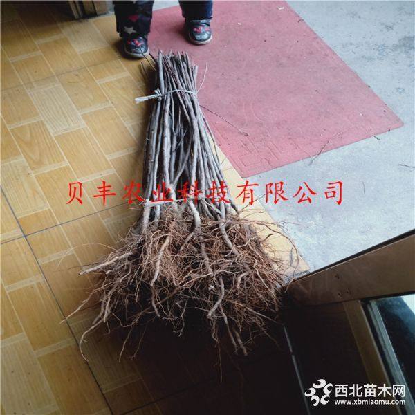 鲁丽苹果树苗