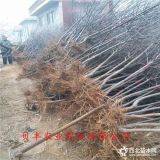 哪里卖苹果苗-2公分鲁丽苹果树苗价格-苹果树苗哪里有卖的多少钱