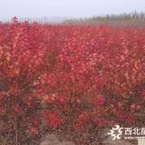 苗圃美國紅櫟價格，胸徑8公分美國紅櫟樹900元/棵