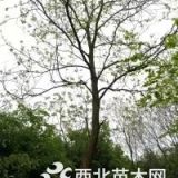 上海精品烏桕供應產(chǎn)地，浙江20公分烏桕直銷批發(fā)