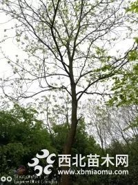 上海精品烏桕供應(yīng)產(chǎn)地，浙江20公分烏桕直銷批發(fā)