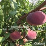 風(fēng)味皇后桃樹苗、風(fēng)味皇后桃樹苗、風(fēng)味皇后桃樹苗