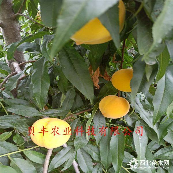 早熟桃樹(shù)苗