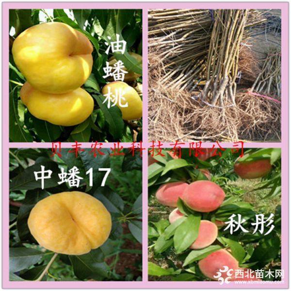 晚熟桃樹(shù)苗