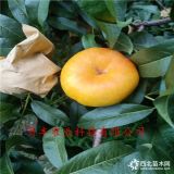 桃樹苗哪里有=黃金蜜1號(hào)桃樹苗哪里有-不軟果桃樹苗哪里賣