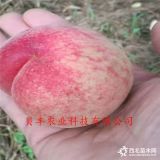 桃樹(shù)苗哪里有，魯星油桃樹(shù)苗哪里有、桃樹(shù)苗多少錢一棵