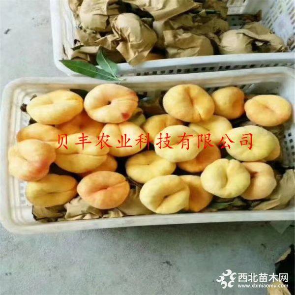 暢銷好品種桃樹(shù)苗