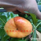 桃樹(shù)苗哪里賣-黃金脆桃樹(shù)苗哪里賣、哪里有新品種桃樹(shù)苗