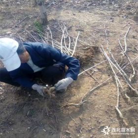 出售山楂苗 大果山楂苗价格 山楂树什么品种好