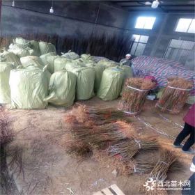 桃树苗新品种价格 桃树苗新品种 桃树苗什么品种好