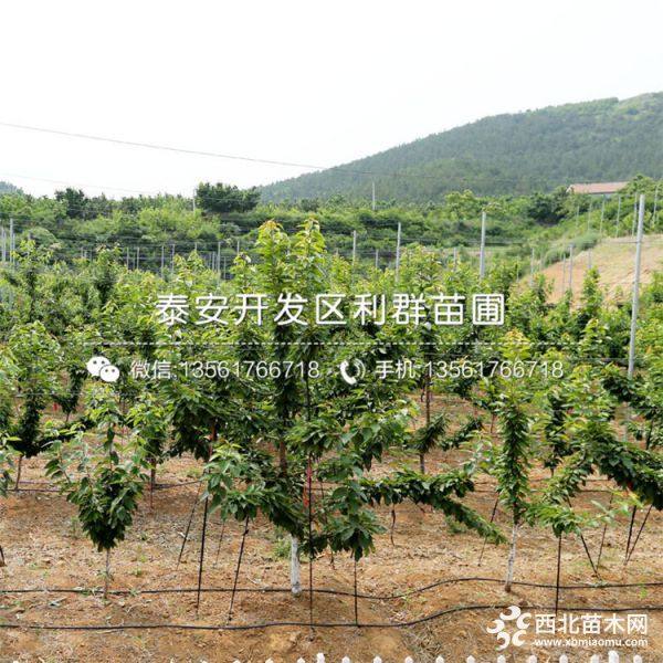 樱桃树苗 樱桃树苗批发 樱桃树苗基地