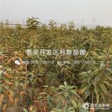 樱桃树苗 樱桃树苗价格 山东樱桃树苗、