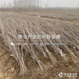 黑珍珠樱桃苗、黑珍珠樱桃苗多少钱一棵、黑珍珠樱桃苗价格