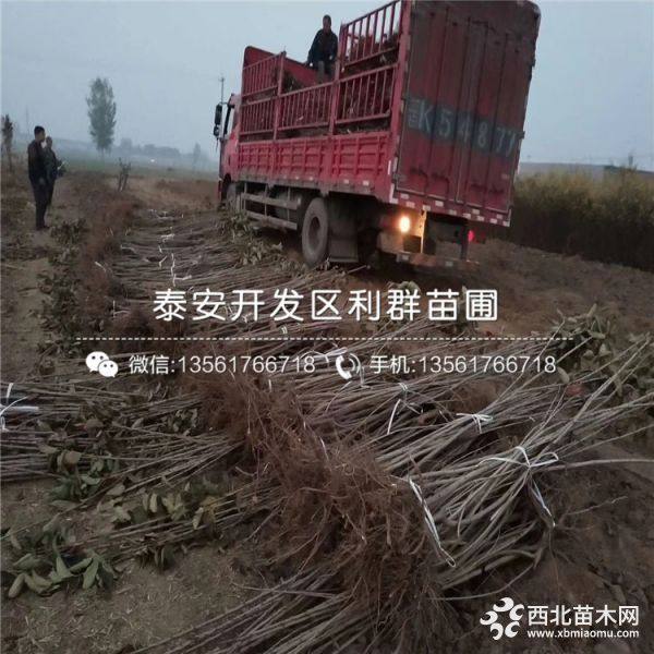 大樱桃树苗出售 大樱桃树苗什么品种好 大樱桃树苗价格多少