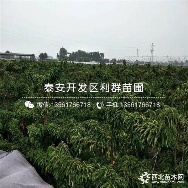 樱桃苗 樱桃苗价格多少 樱桃苗基地