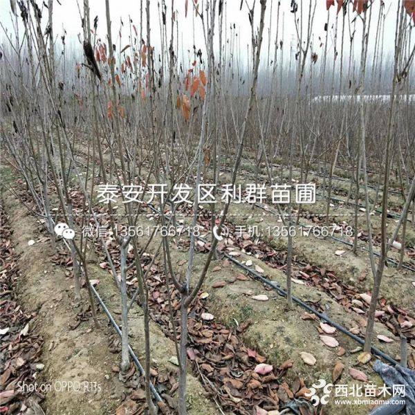 桑德拉玫瑰櫻桃樹苗出售、桑德拉玫瑰櫻桃樹苗多少錢一棵