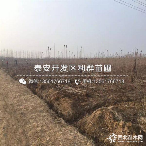 早大果樱桃树苗、早大果樱桃树苗价格、早大果樱桃树苗基地