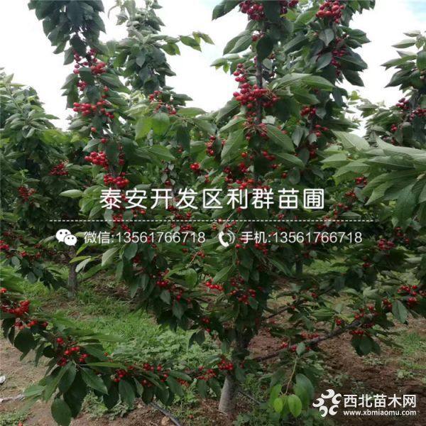 山东樱桃树苗 樱桃树苗价格 樱桃树苗基地