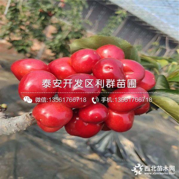 樱桃苗 樱桃苗出售 樱桃苗基地