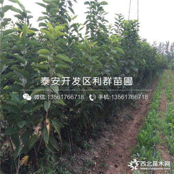 山东樱桃苗批发 山东樱桃苗价格 山东樱桃苗基地