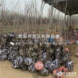 樱桃树苗批发价格 樱桃树苗多少钱一棵、