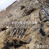 钻石之光樱桃树苗价格、钻石之光樱桃树苗多少钱一棵