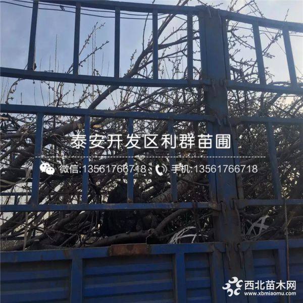 山东樱桃苗 樱桃苗价格 樱桃苗基地