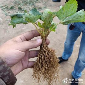 海量出售京桃香草莓苗 脱毒京桃香草莓苗 京藏香草莓苗怎么买