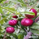 哪里賣桃樹苗=中蟠13號桃樹苗批發(fā)價格、新品種桃樹苗哪里有