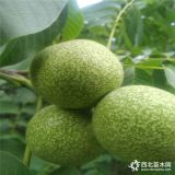 桃樹(shù)苗哪里有=中油19號(hào)桃樹(shù)苗出售價(jià)格、新品種桃樹(shù)苗哪里有