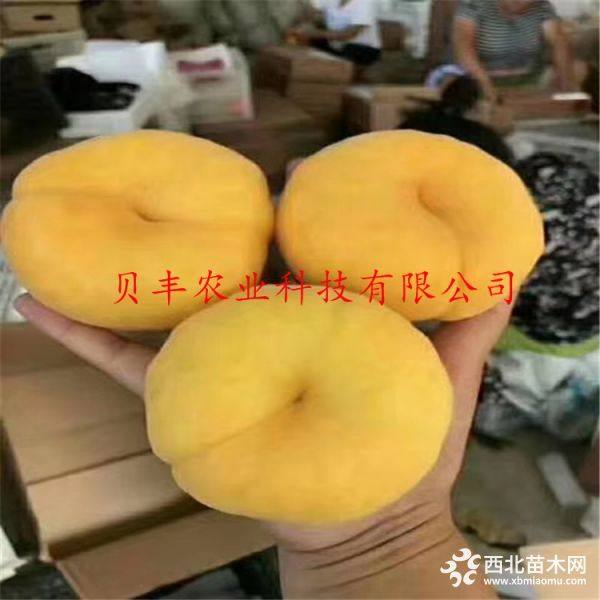 桃树苗新品种