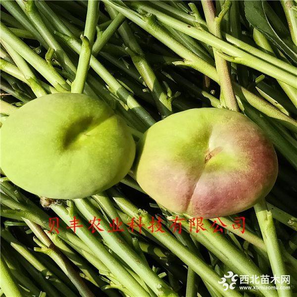 暢銷(xiāo)好品種桃樹(shù)苗