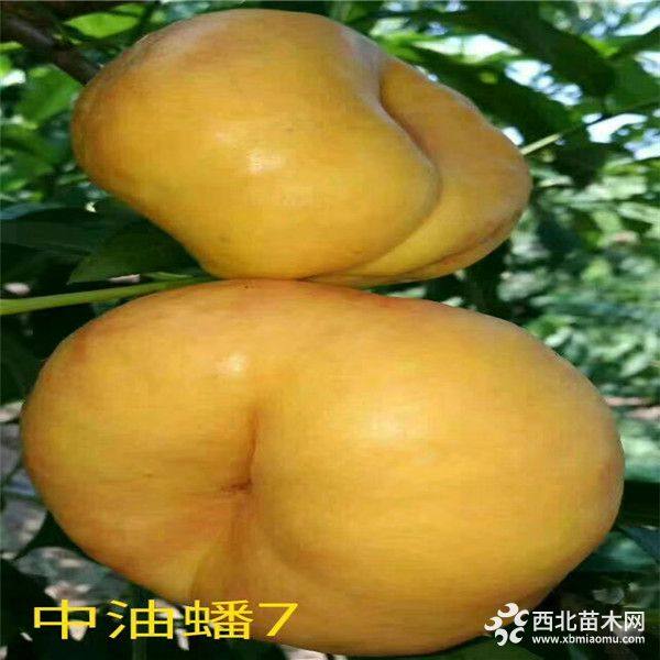 風(fēng)味天后油蟠桃苗