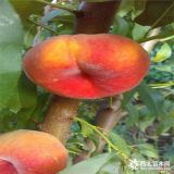 中蟠17號桃樹苗介紹 中蟠17號桃苗基地 中蟠17號桃苗哪里便宜