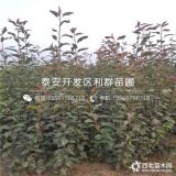 紅梨梨樹(shù)苗、新品種紅梨梨樹(shù)苗、紅梨梨樹(shù)苗價(jià)格