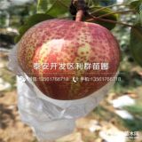 3公分早酥紅梨樹苗 3公分早酥紅梨樹苗多少錢一棵、