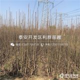 山东梨树苗 梨树苗价格 梨树苗基地