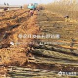 山东梨树苗 梨树苗价格 梨树苗基地、