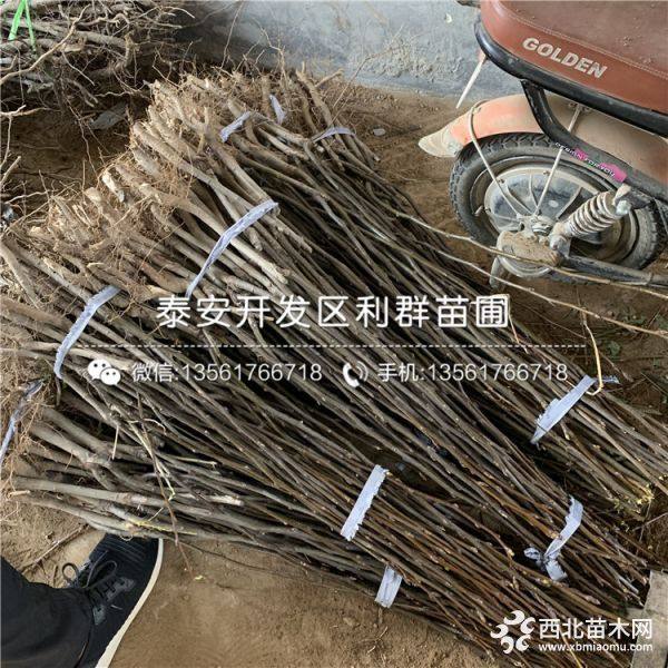 山东梨树苗 梨树苗价格 梨树苗基地