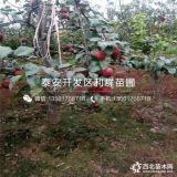 滿天紅梨樹苗、滿天紅梨樹苗多少錢一棵、滿天紅梨樹苗基地