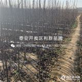 梨树苗 梨树苗批发 梨树苗价格