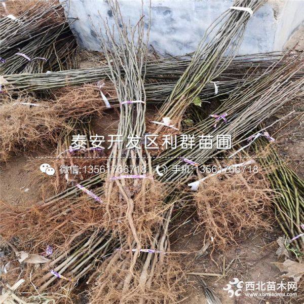 山东梨树苗批发 山东梨树苗价格 山东梨树苗基地