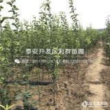 出售梨樹苗 梨樹苗價格 梨樹苗基地、