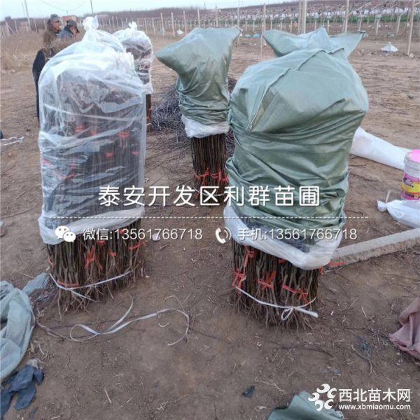 梨树苗 梨树苗多少钱一棵 梨树苗基地