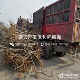 河南梨树苗 河南梨树苗价格多少 河南梨树苗基地