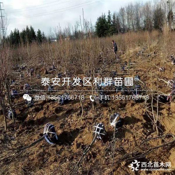 河南梨树苗 河南梨树苗价格多少 河南梨树苗基地